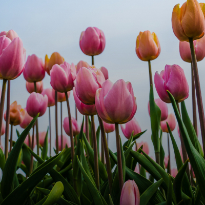 Как провести Наурыз