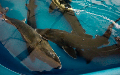 Контроль за незаконным оборотом осетровых рыб усиливают в Атырауской области