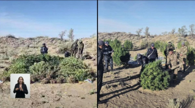 Крупную плантацию конопли ликвидировали в Жамбылской области